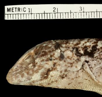 Media type: image;   Herpetology R-11948 Aspect: head lateral